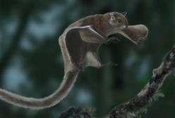 Ученые нашли окаменевшие останки гигантской белки (фото)