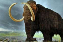 Ученые рассказали почему исчезли мамонты