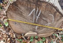 На Закарпатье работники лесничества незаконно срубили деревьев на 5 млн грн