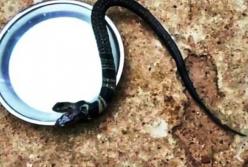 В Индии обнаружили двуглавую кобру (фото) 