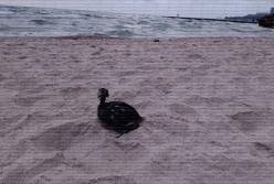 "Залипають в жирі": птахи гинуть через удар по порту "Южний", внаслідок якого стався витік олії в море (відео)