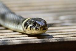 Как избежать укуса змеи: простые правила