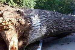 Во Львове на людей рухнуло дерево, среди пострадавших трое детей