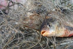 Украинцы могут остаться без рыбы: экологи бьют тревогу