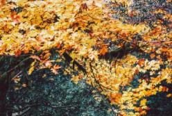 Прогноз погоды на 20 сентября: слишком осенний день