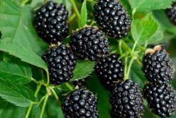Названы 10 причин добавить в свой рацион ежевику