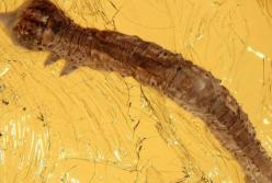 Ученые обнаружили гусеницу возрастом 44 миллионов лет в куске янтаря (фото) 
