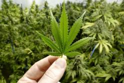 В США каннабисная индустрия штата Колорадо установила рекорд продаж в 2019 году 