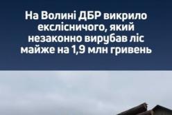 Екслісничого підозрюють у незаконній вирубці лісу на Волині на 1,9 мільйона гривень