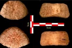 Археологи обнаружили окаменелость человека возрастом 1,5 миллиона лет