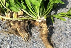 У популярного в Украине растения ученые обнаружили противораковые свойства 