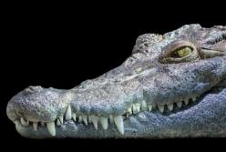 Археологи обнаружили мумию гигантского крокодила