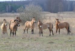 У Чорнобилі вперше помітили гібридів коней Пржевальського (фото)