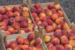 Нелегальные мигранты с туберкулезом торгуют фруктами в Киеве: полиция устроила облаву