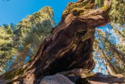 Ученые нашли останки древнейших лесов на планете