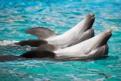 Прекратил существование "самый жестокий цирк в мире"