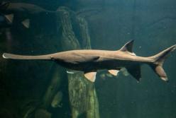 Китайские ученые заявили о вымирании самых крупных пресноводных рыб 