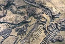 Ученые обнаружили окаменелости млекопитающих возрастом 25 млн лет