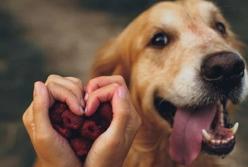 Как собаки могут помочь выявить рак