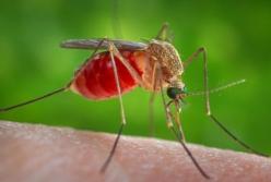Ученые определили "вкусную" группу крови для комаров