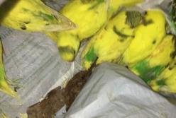 В Харькове в лесу нашли полсотни больных попугаев (видео)