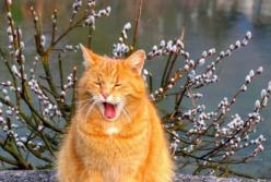 Прогноз погоды на 7 марта: в одной части Украины – солнечно, в другой – дожди