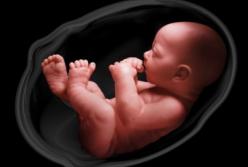 Учёные впервые вырастили человеческий эмбрион в лаборатории