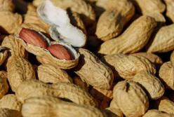 Медики назвали самый полезный орех для детей