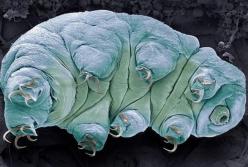 Ученые нашли слабое место неуязвимых существ