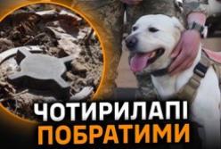 Чотирилапі сапери: Як собаки допомагають Україні розміновувати території