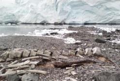 Украинцы нашли в Антарктиде останки гигантского животного тысячелетней давности