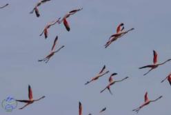 Про чарівні явища над Тузлівськими лиманами розповіли в Нацпарку (фото)