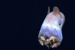 Ученые обнаружили неизвестных науке морских существ