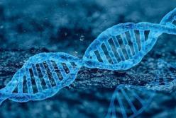 Биологи создали первую искусственную геномную ДНК