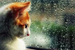 Прогноз погоды на 11 марта: в Украине будет ветрено и дождливо