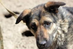 На Житомирщине задержали живодера, евшего соседских собак