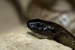 В школу на Прикарпатье заползли гадюки