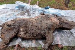 В Сибири нашли "замороженные" останки носорога, жившего 34 тыс. лет назад (фото)