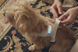 В Японии создали умную одежду для собак, которая определяет их настроение (видео)