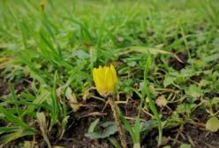 Аномальная зима в Запорожье: цветут кустарники и цветы