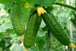 Медики объяснили, кому категорически нельзя есть огурцы