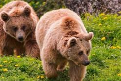 Ученые сделали открытие о беременности млекопитающих