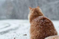 Прогноз погоды на 24 декабря: в Украине потеплеет, но снег будет идти везде