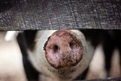 Ученые обнаружили пользу самых отвратительных запахов