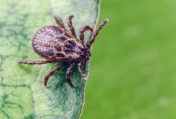 Медики рассказали, как легко избавиться от клещей