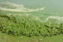 Море в Одессе стало зеленым: биологи не рекомендуют заходить в море (фото)