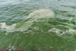 Чорне море на Одещині інфікує колодязі