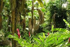 На острове Хайнань нашли 11 неизвестных науке тропических растений