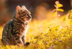 В Украину вернется лето: синоптик уточнила прогноз погоды