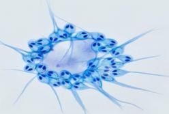 Ученые обнаружили животное, для которого не нужен кислород